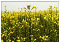 زهرة زهرة الربيع استخراج النباتات الطبيعية النفط غاما حمض اللينولينيك 9٪ كاس 506 26 3