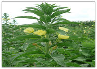 زهرة الربيع المسائية الزيوت النباتية العضوية الغذاء الصف الذهبي اللون الأصفر شهادة إسو