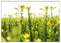 مس زهرة الربيع مسائية الملحق، زيت زهرة الربيع المسائية السائل 9٪ - 10٪ غلا