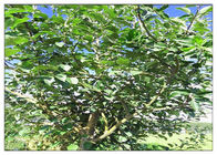 شجرة التفاح الجذر النباتية استخراج مسحوق، المكملات الغذائية العشبية قابلة للحل في الإيثانول