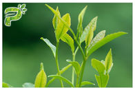 مسحوق الشاي الأخضر استخراج مسحوق الوقاية من الأعراض الجذرية بوليفينول 95 ٪ اختبار الأشعة فوق البنفسجية