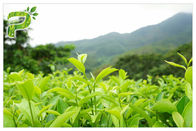 مسحوق الشاي الأخضر استخراج مسحوق الوقاية من الأعراض الجذرية بوليفينول 95 ٪ اختبار الأشعة فوق البنفسجية