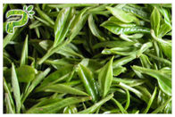 CAS 989 51 5 Egcg مستخلص أوراق الشاي الأخضر ، ملاحق الشاي الأخضر لتخفيف الوزن