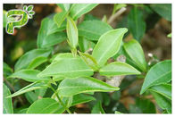 مسحوق الشاي الأخضر بوليفينول مستخلصات نباتية 95٪ للمكملات الغذائية لتخفيف الوزن