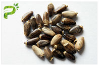 DMF GMP معتمد مستخلصات نباتية طبيعية نقية حليب الشوك البذور استخراج Silybin 30 ٪ 90 ٪