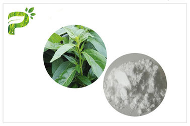 أندروغرافيس بانيكولاتا النباتات العشبية استخراج أندروغرافوليد مكافحة السرطان كاس 5508 58 7