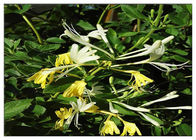 علاج الباردة زهر العسل زهرة استخراج، 25٪ لونيسيرا جابونيكا استخراج مع حمض الكلوروجينيك