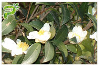 المكونات الطبيعية التجميل الكاميليا Oleifera هابل استخراج البذور الشاي Saponins لالمستحلب