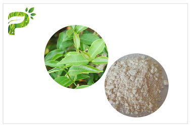 CAS 989 51 5 EGCG استخراج الشاي الأخضر الدرجات مستحضرات التجميل Epigallocatechin غاليت المكونات